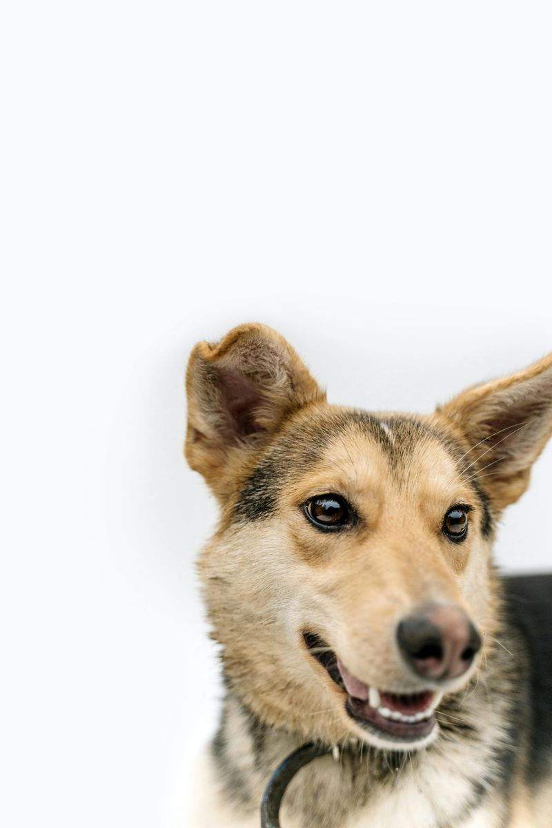 春の抜け毛ケアで、愛犬・愛猫をすっきり快適に