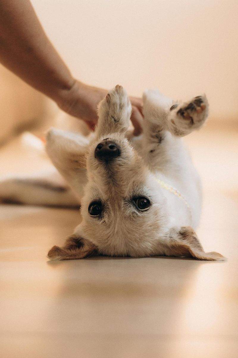 高齢犬向けやさしいケア